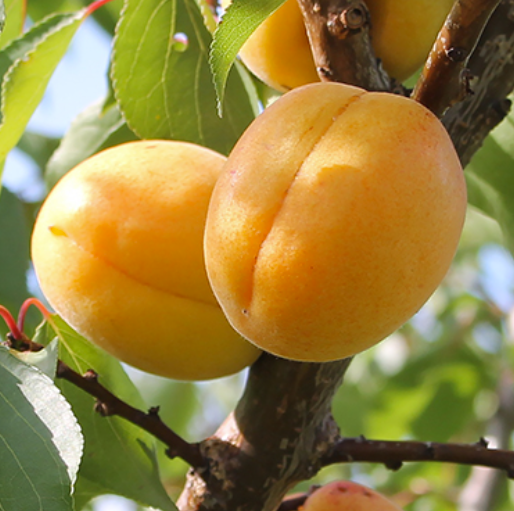 JERSEYCOT apricot tree SEMI-DWARF (MUSTANG)