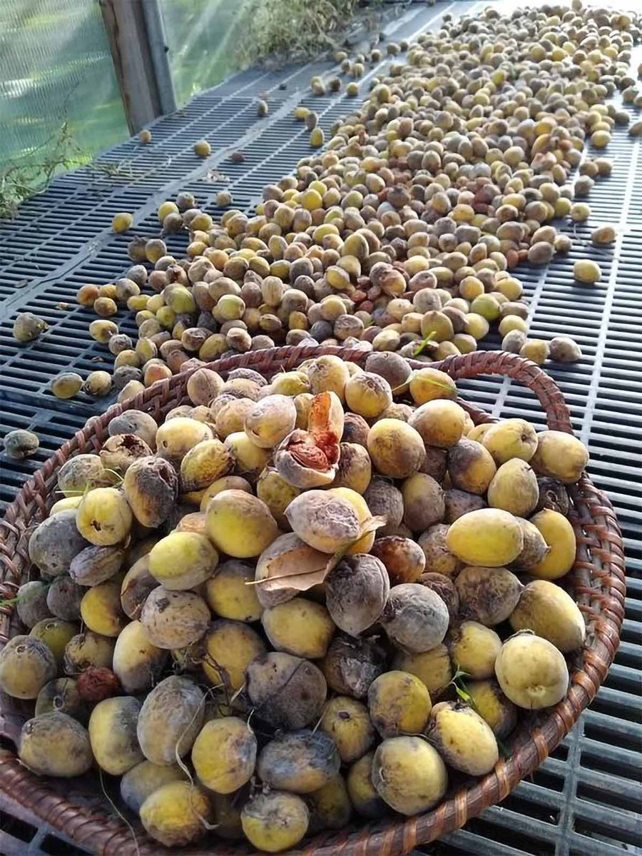 Sweet Almond Tree Javid's Iranian Mustang Semi-Dwarf – Nutcracker ...