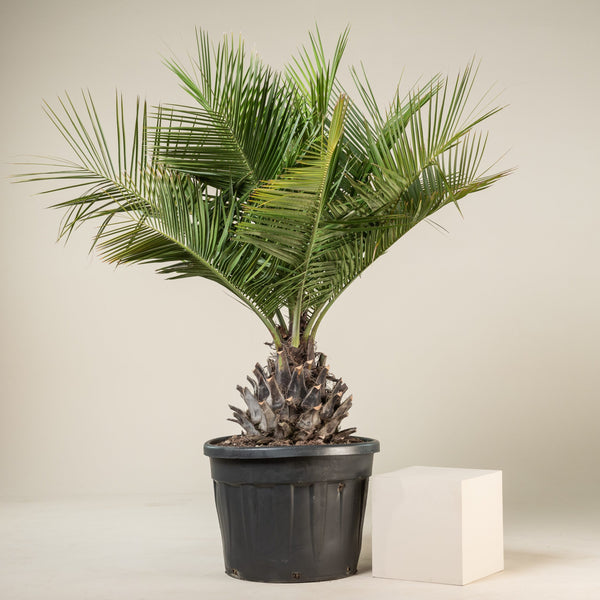 Jubaea chilensis – Chilean wine palm / Honey palm