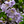 Paulownia MYSTÈRE