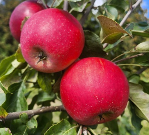 Apple : KINDERKRISP Large Semi-Dwarf (B118)