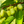 Kiwi PROLIFIC