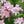  Beautybush (Kolkwitzia amabilis)