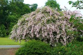  Beautybush (Kolkwitzia amabilis)