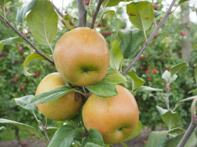 Apple Lucy Gem semi-Dwarf