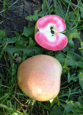 Apple Lucy Gem semi-Dwarf