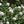 snowball viburnum scented - 'Viburnum X Carlcephalum'