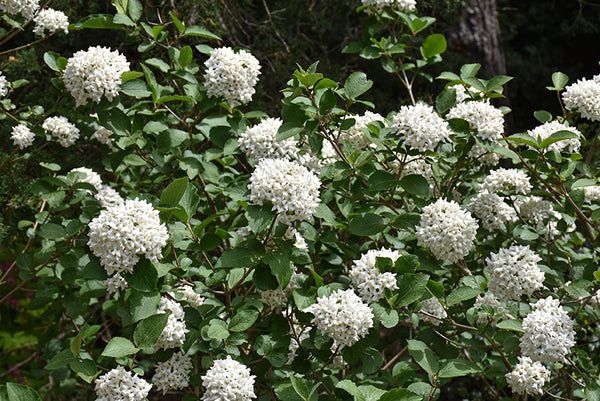snowball viburnum scented - 'Viburnum X Carlcephalum'