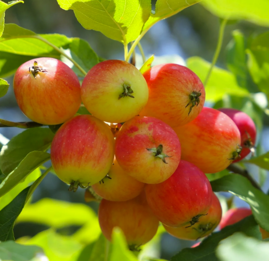 SIBERIAN CRABAPPLE (Malus baccata)