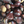 Sweet Chestnut 'Maraval ' SELF-FERTILE