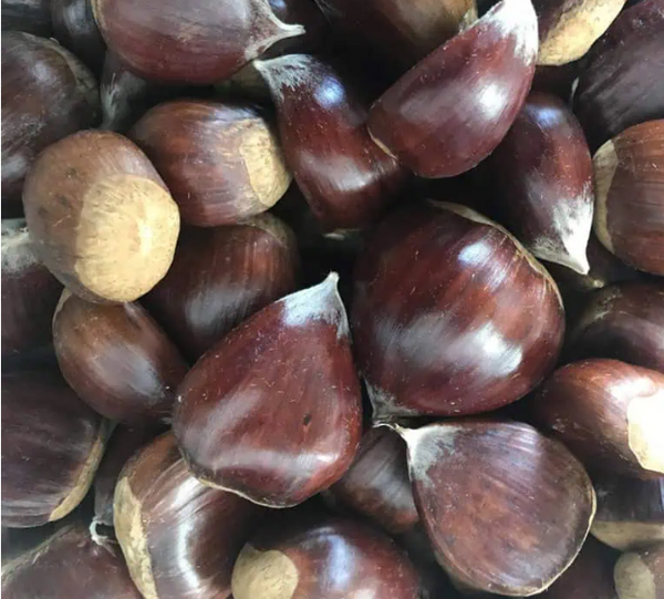Sweet Chestnut 'Maraval ' SELF-FERTILE