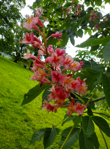 Red buckeye 