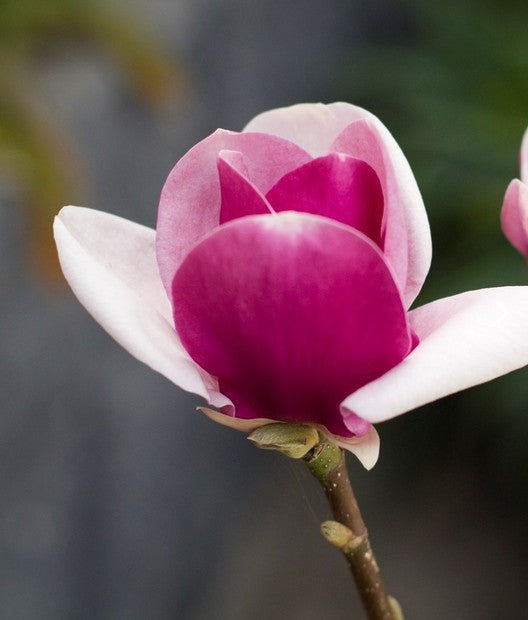 Magnolia 'CAMEO'