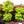 Fullmoon maple - Acer shirasawanum
