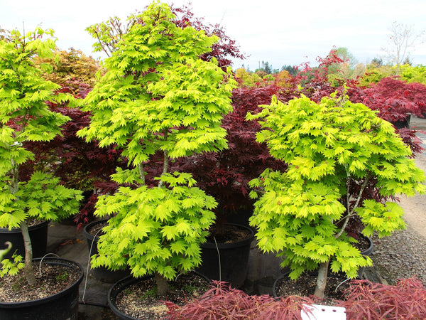 Fullmoon maple - Acer shirasawanum