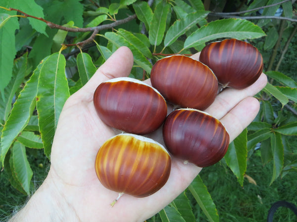 Sweet chestnut 'MARISSARD' POLLEN STERILE