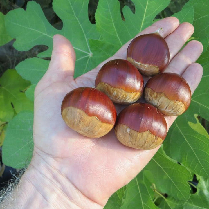 Chestnut trees – Nutcracker Nursery & Tree Farm