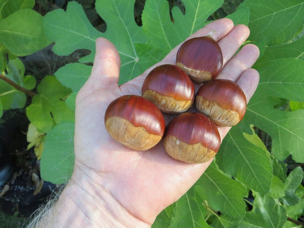Sweet chestnut 'MARISSARD' POLLEN STERILE