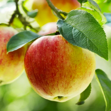 Northern spy apple tree