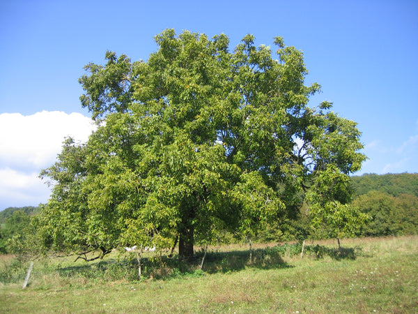 CASCADE walnut - Juglans