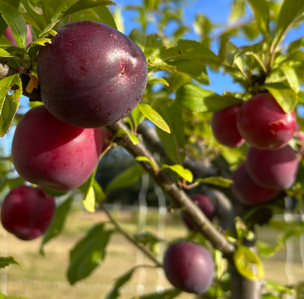 OBILINAJA japanese plum DWARF (Krysmk 1)