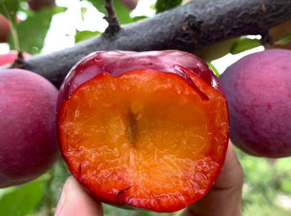 OBILINAJA japanese plum DWARF (Krysmk 1)