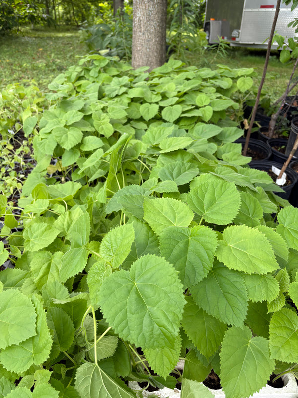 Paulownia tomentosa