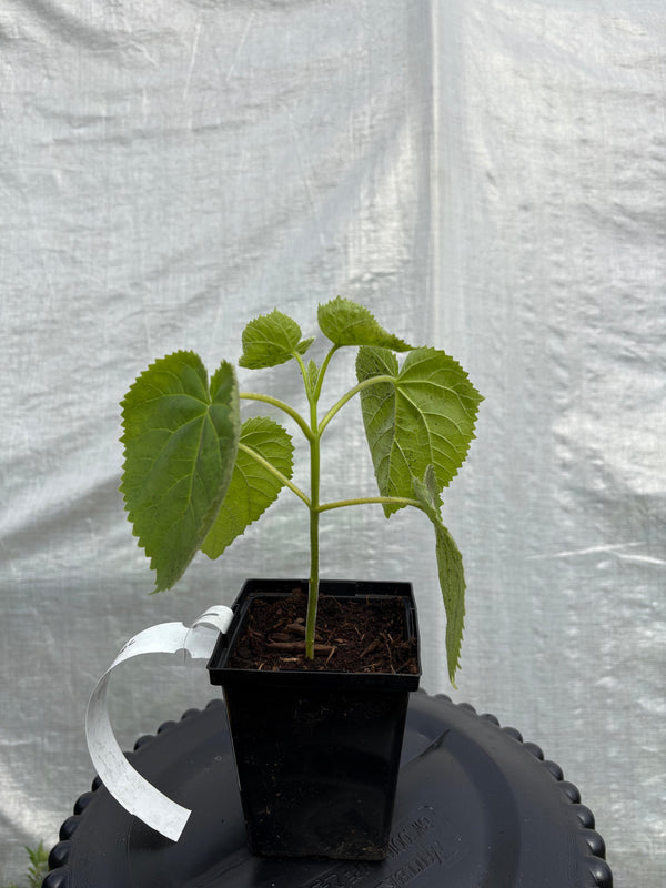 Paulownia tomentosa