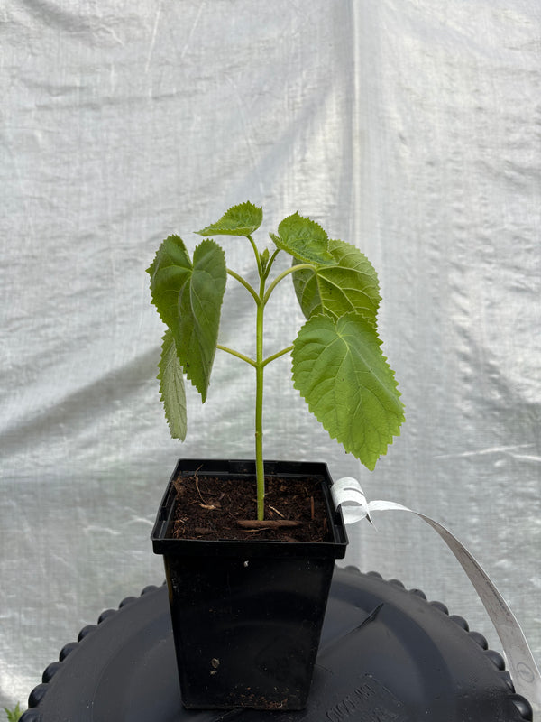 Paulownia tomentosa