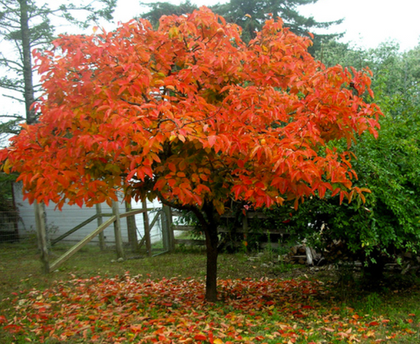 MEADER grafted persimmon