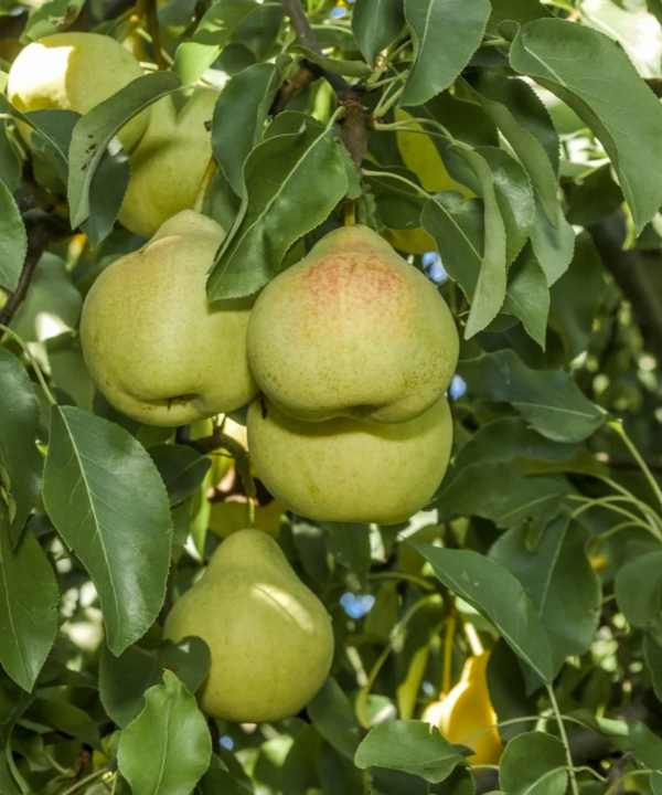 POTOMAC european pear SEMI-DWARF (OHxF87)