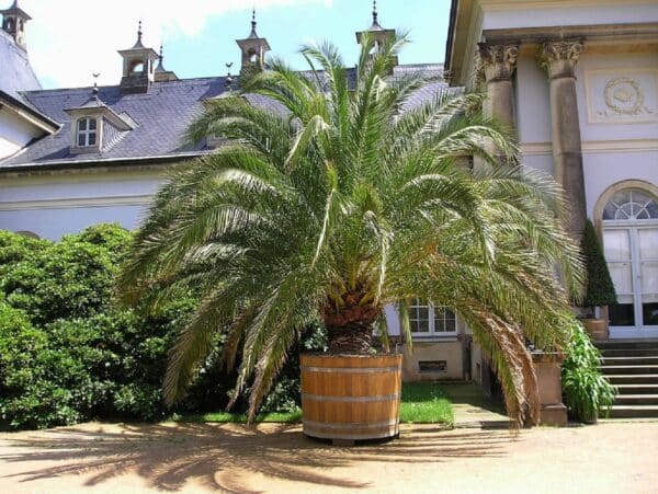 Canary Date Palm Phoenix canariensis