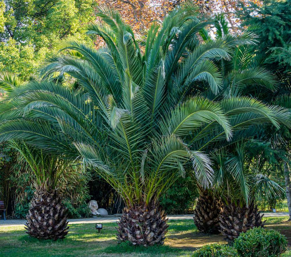 Canary Date Palm Phoenix canariensis