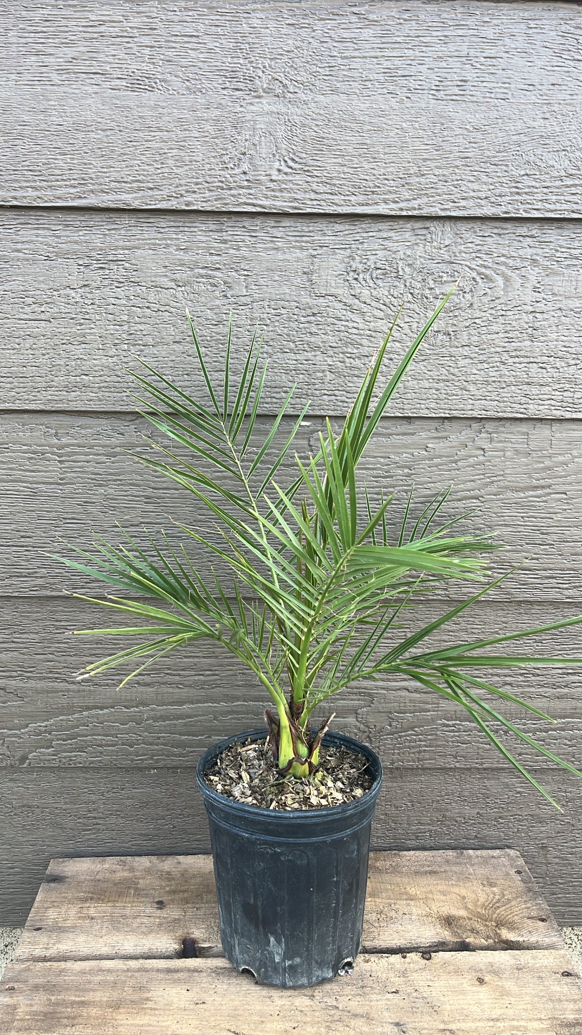 plant phoenix palm Canary Date Palm Phoenix canariensis