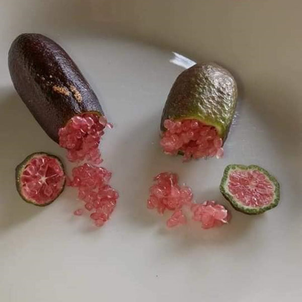 Finger lime 'Pink Pearl'