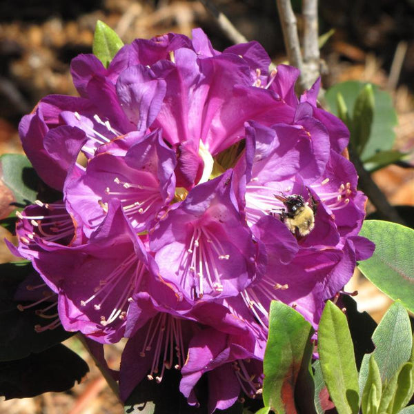 Rhododendron 'Purple Passion'