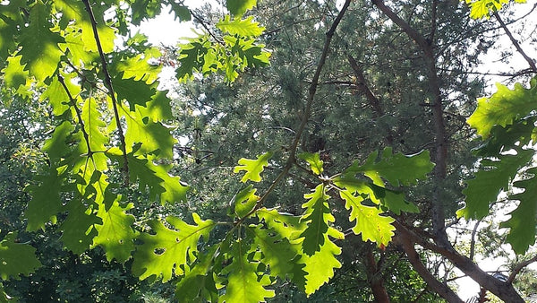 Schuette's oak  (Q. X schuettei)