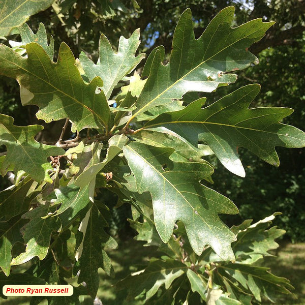 Jack's oak (Quercus jackiana)