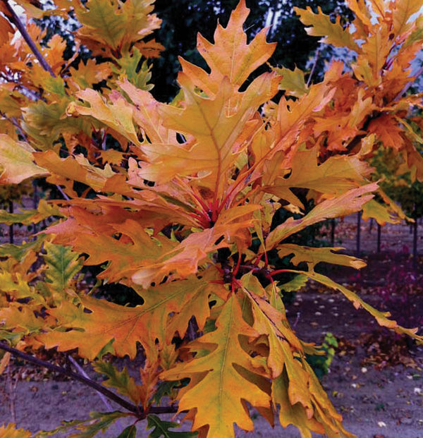 Jack's oak (Quercus jackiana)