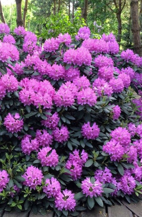 ROSEUM ELEGANS rhododendron