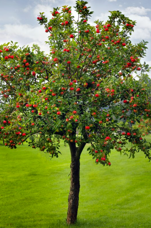 ROYAL GALA apple tree
