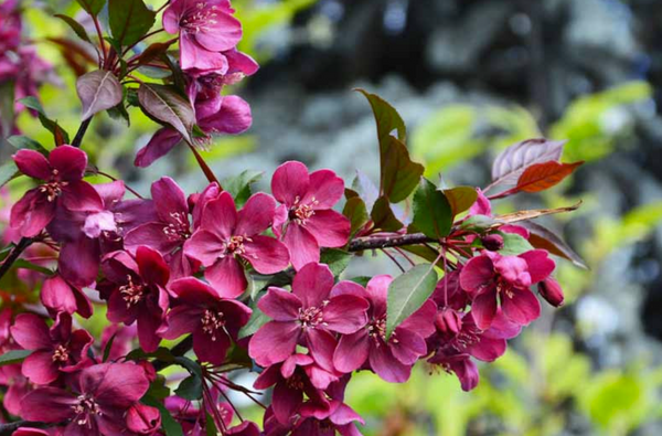 ROYALTY crabapple - malus