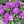 Rhododendron 'Purple Passion'