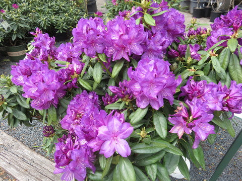 Rhododendron 'Purple Passion'