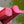 Rhubarb Valentine