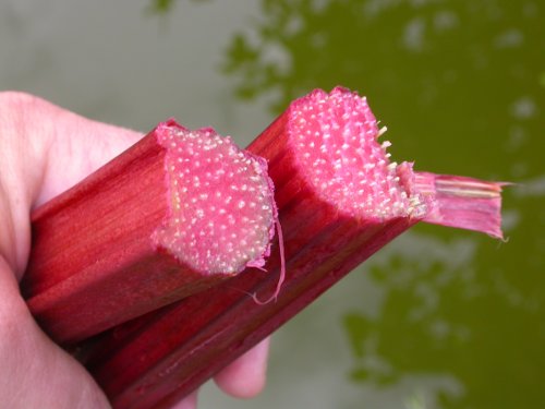Rhubarb Valentine