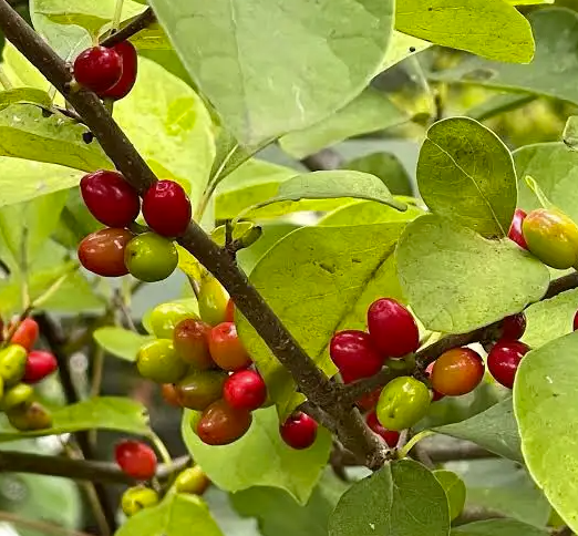 Northern spicebush - Lindera benzoin