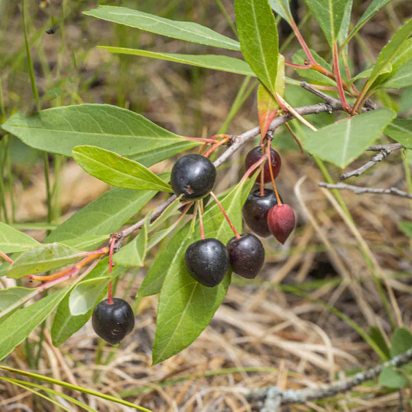 Sand Cherry (Prunus pumila Var. Besseyi)