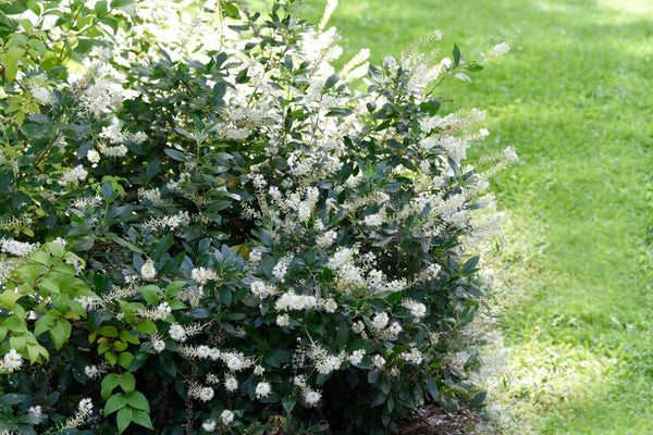 Summersweet - Clethra alnifolia