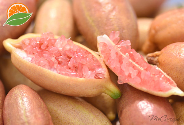 Finger lime 'UF SUNLIME' grafted